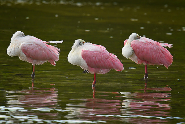 ding darling wildlife refuge florida