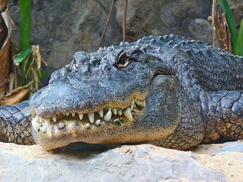 American Alligator, Everglades Wonder Garden, Florida, Bonita Bay, Fort Myers
