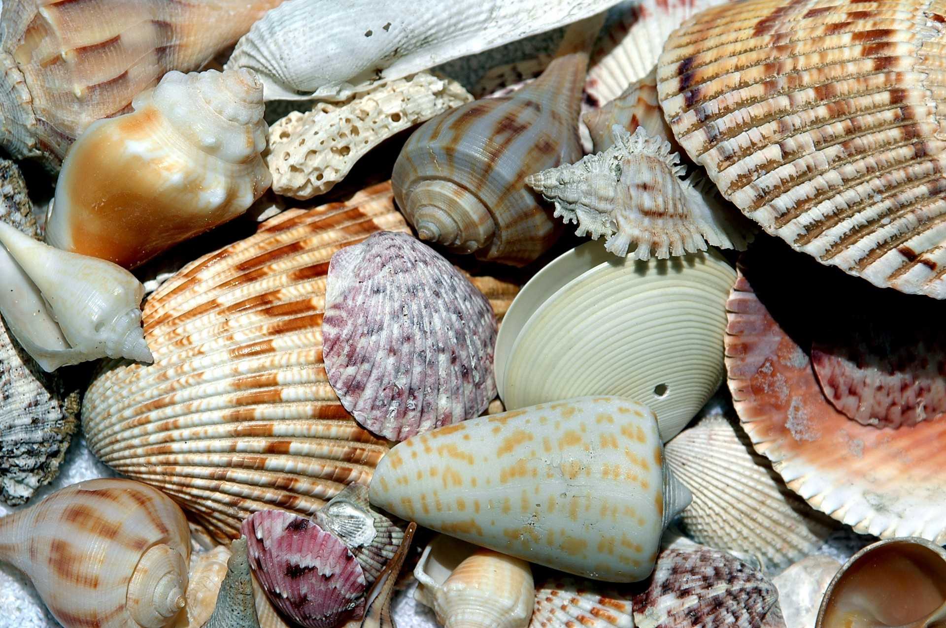 beach shells, florida beach, beachcombing
