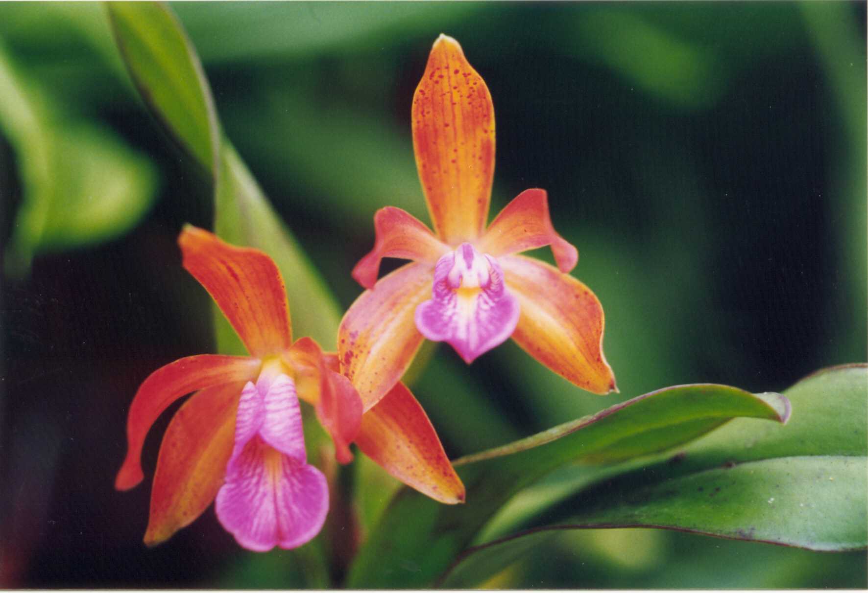 orchids, tropical plants, florida flora, botanical gardens at sanibel moorings